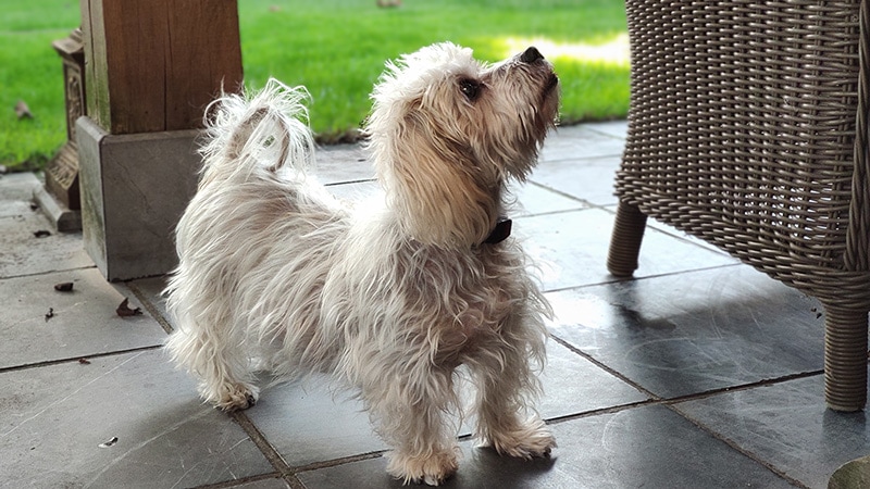 white small dog suffering from cushing disease