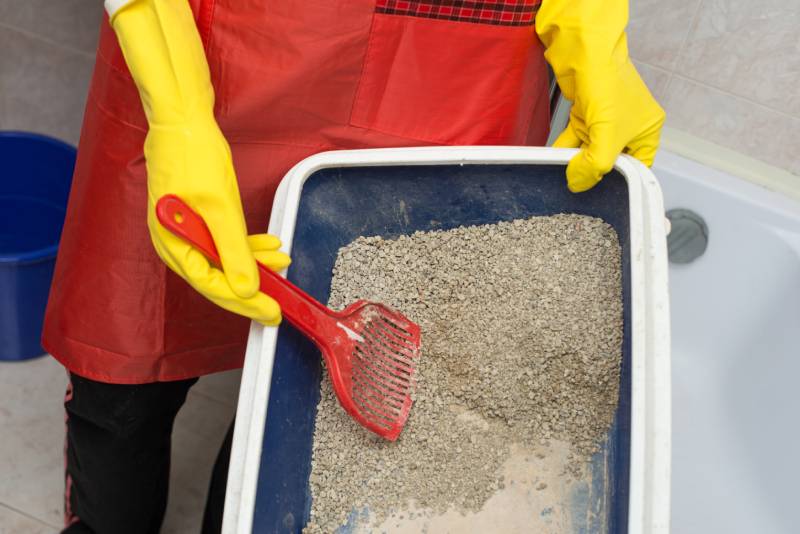 woman cleaning cat toilet with a scoop