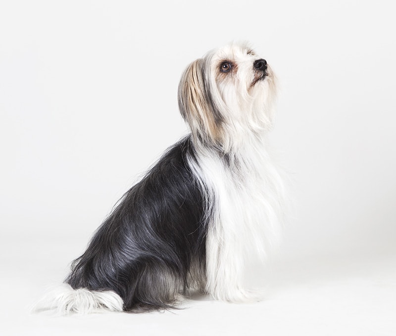 yorkie apso dog looking up