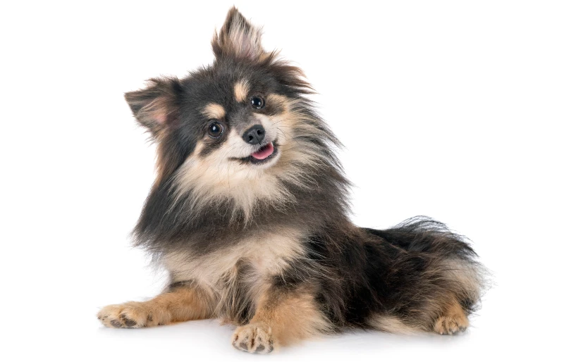 young blue and tan pomeranian dog
