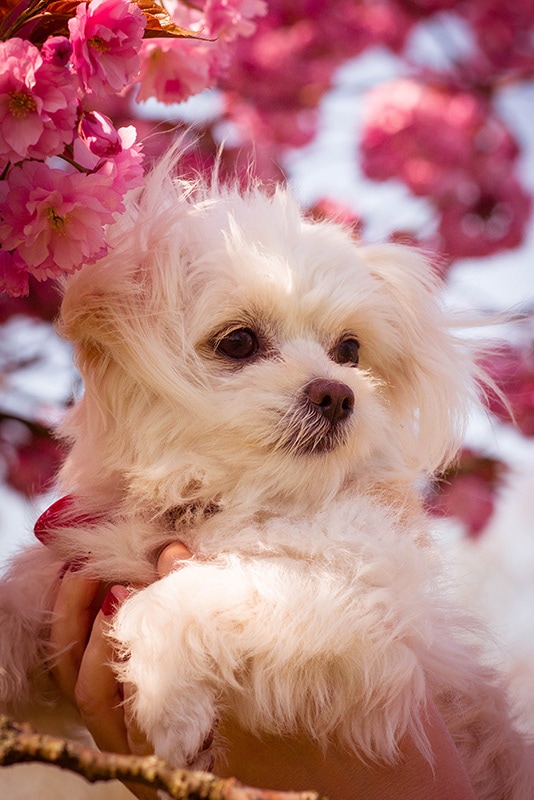 young chi apso mix dog under the blossoming tree