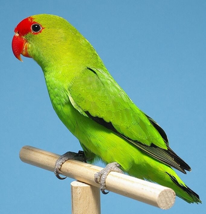 Abyssinian Lovebird