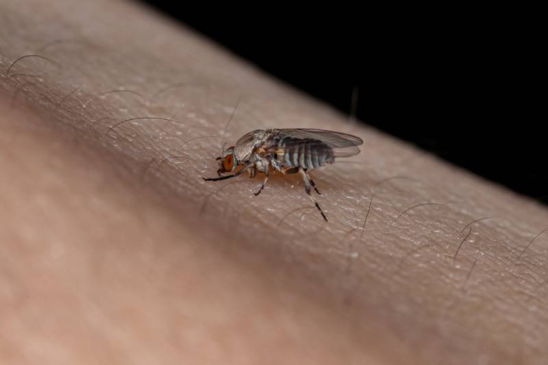 Adult Black Fly of the Family Simuliidae sucking blood from a human on the skin