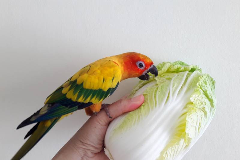 Big Chinese cabbage in hand while a parrot eats