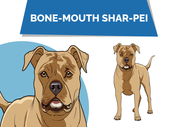 Bone Mouth Shar Pei