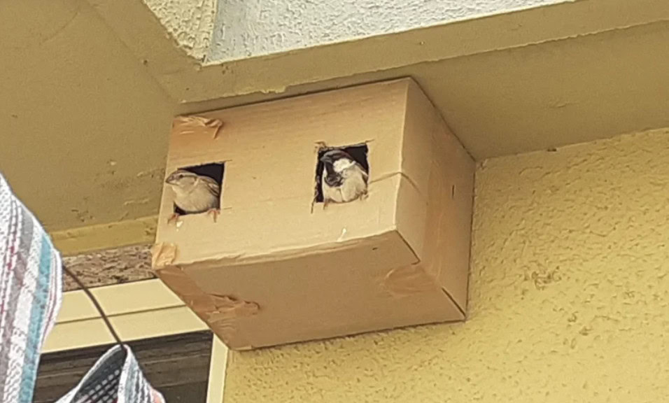 Cardboard Bird Nest