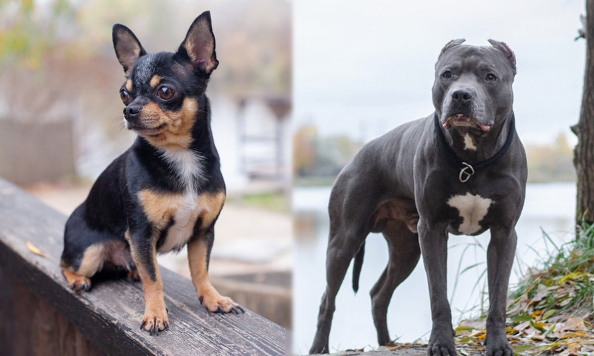 Chihuahua Pitbull Side By Side
