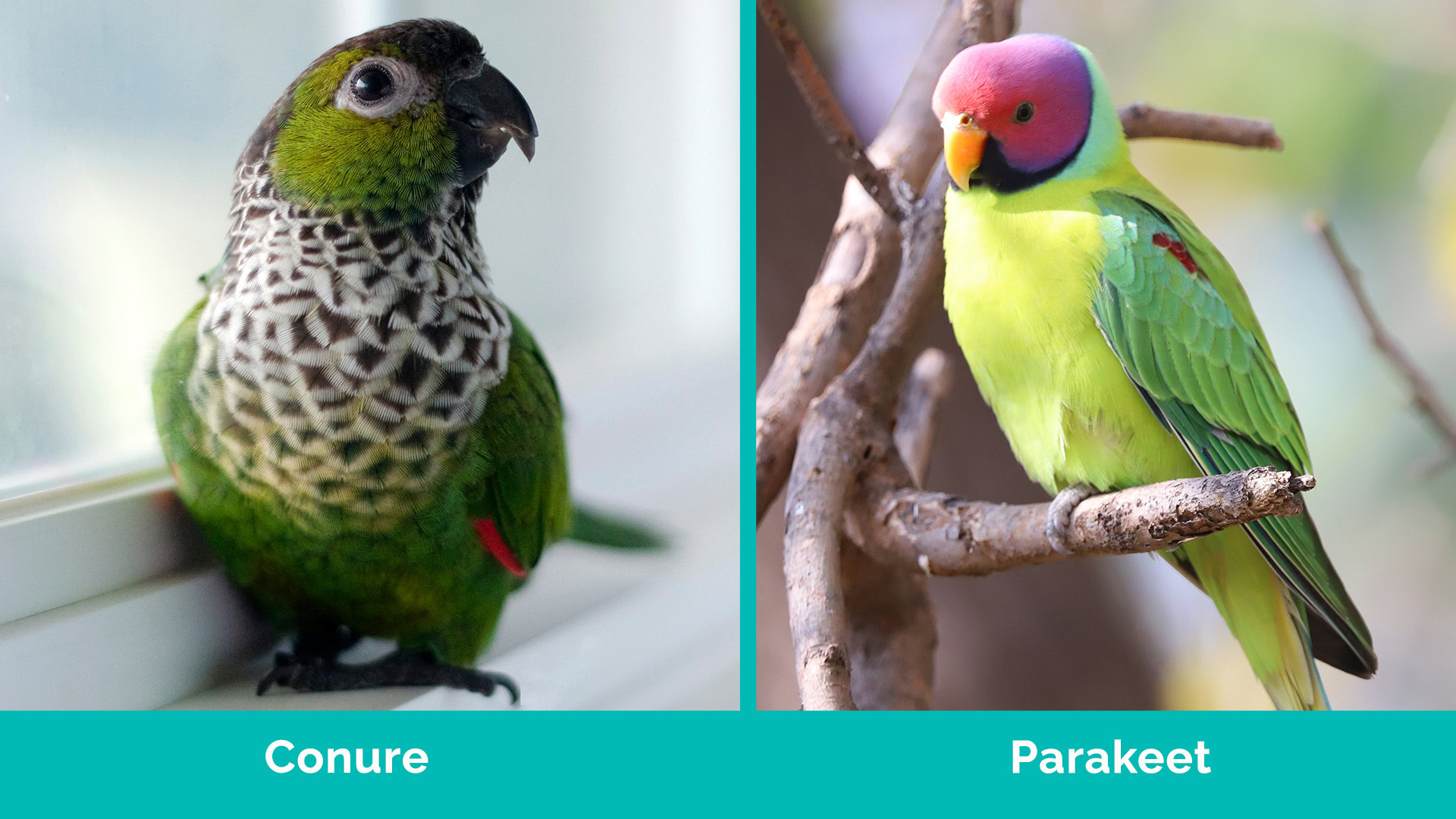 Conure vs Parakeet side by side