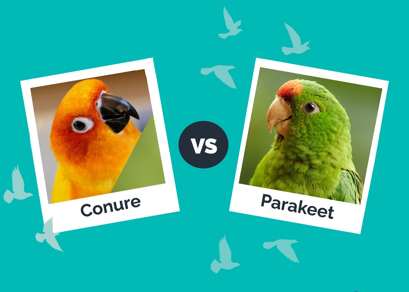 Conure vs Parakeet
