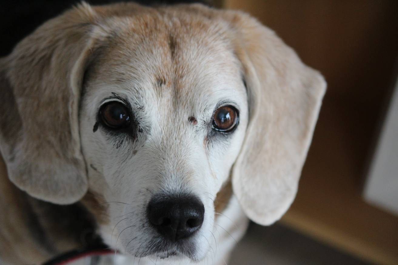 Dog Skin Tag