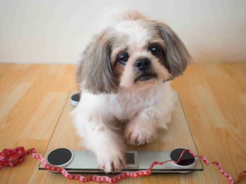 Fat Shih tzu dog sitting on weight scales with red measuring tape