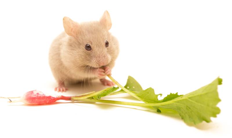 Golden hamster eating radish
