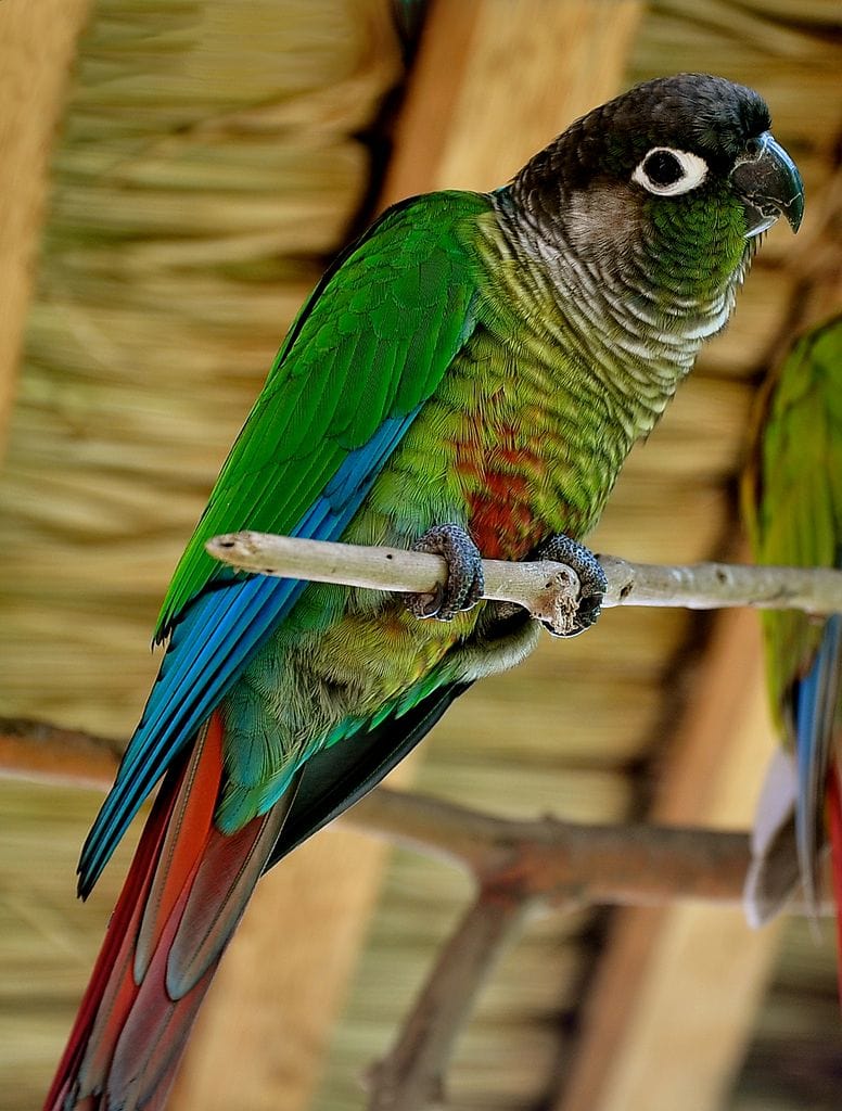 Green-cheeked Conure
