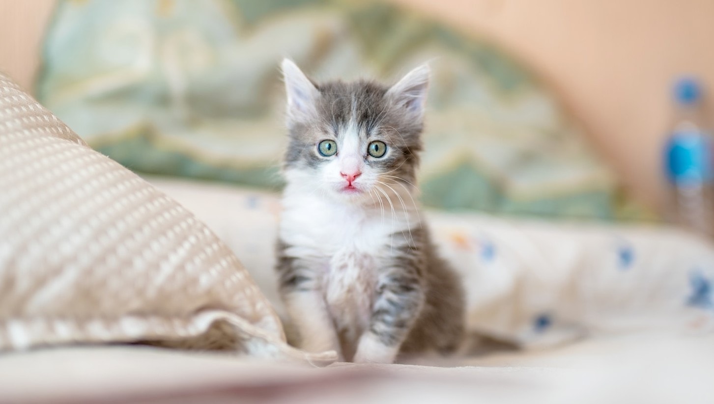 Grey and white kitten sitting on bed