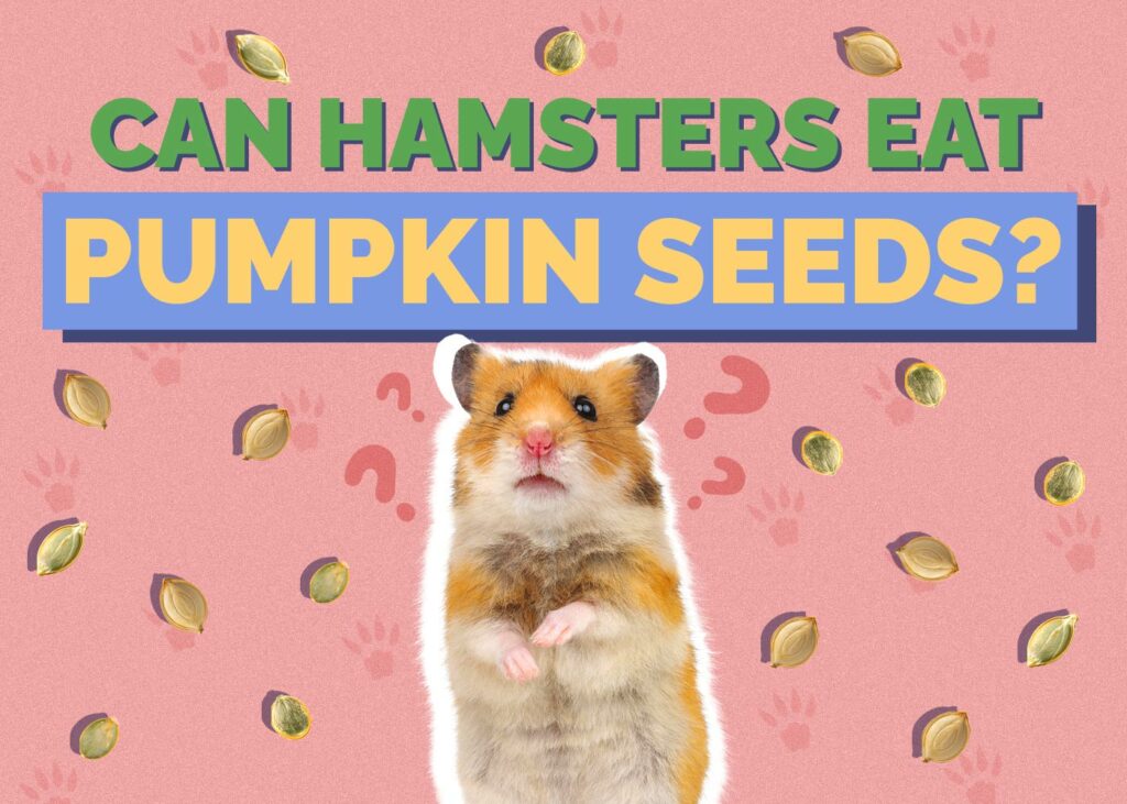 Can Hamsters Eat Pumpkin Seeds