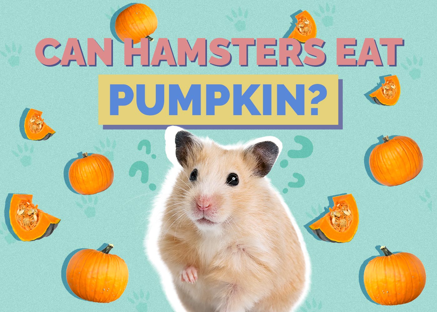 Can Hamsters Eat Pumpkin