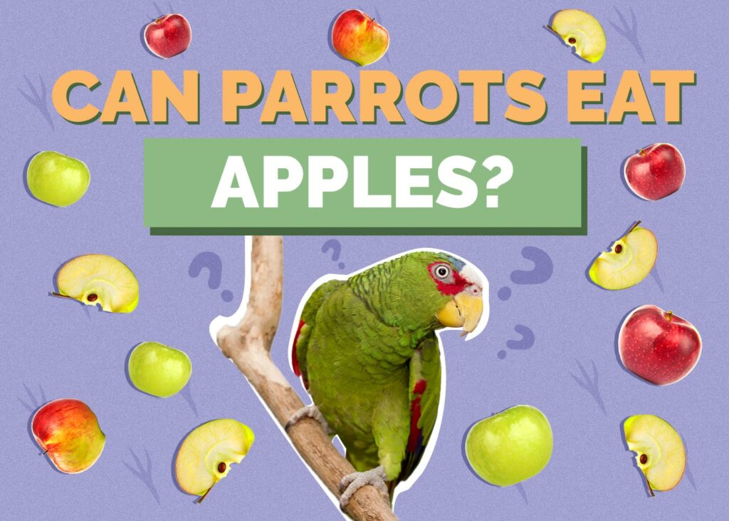 Can Parrots Eat Apples