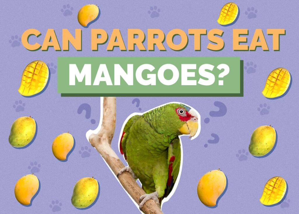 Can Parrots Eat Mango