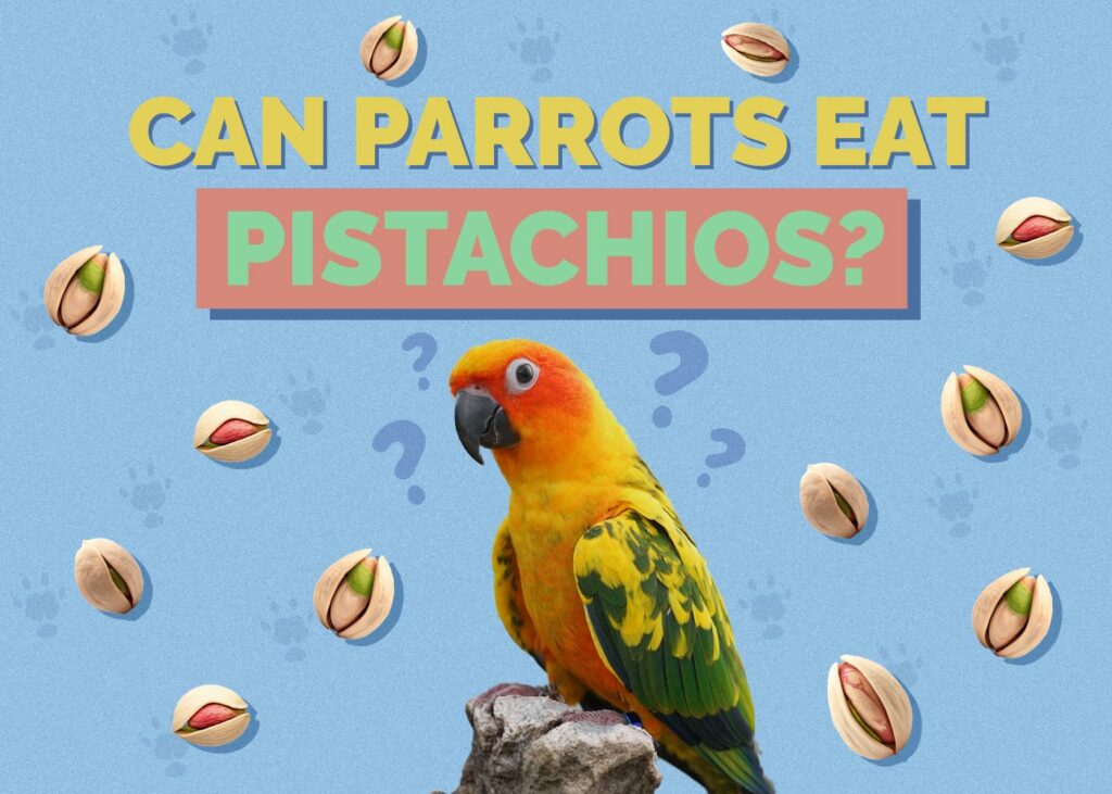 Can Parrots Eat Pistachios