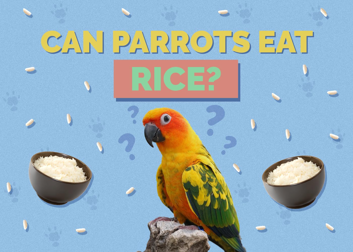 Can Parrots Eat Rice