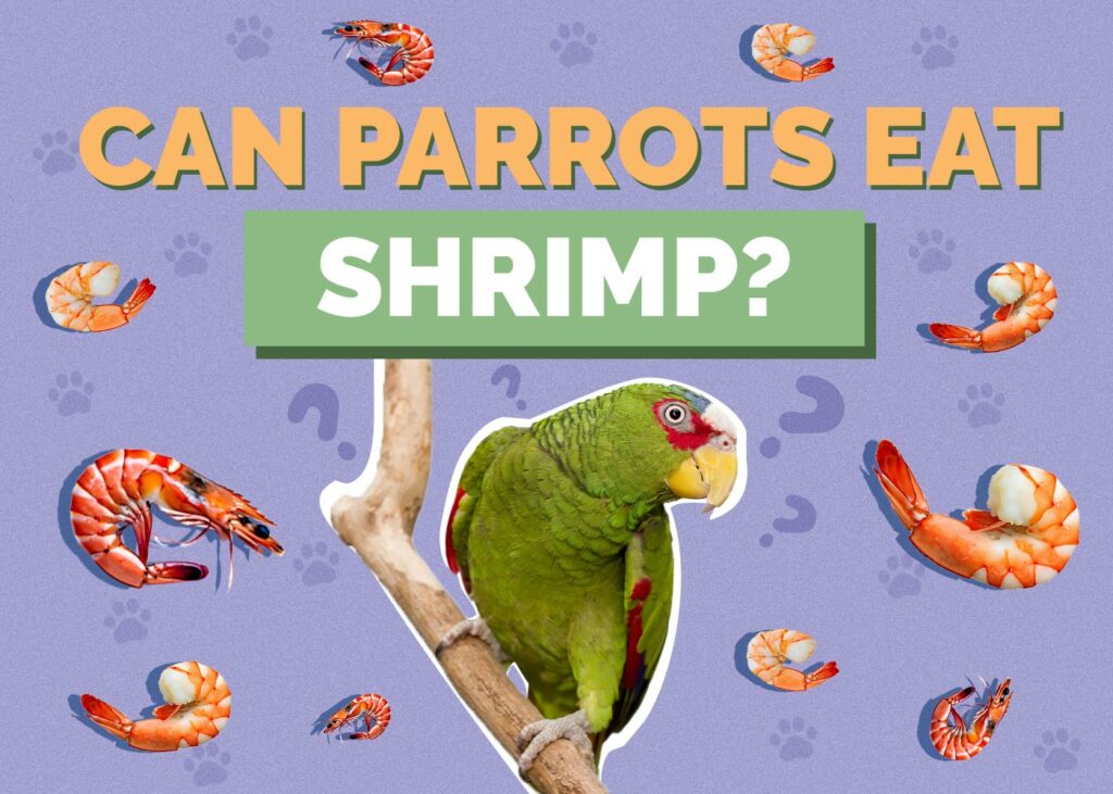 Can Parrots Eat Shrimp