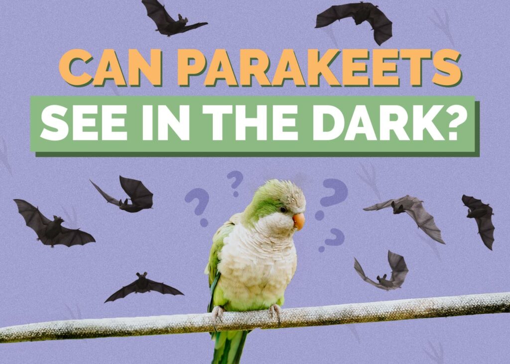 Can Parakeets See in the Dark
