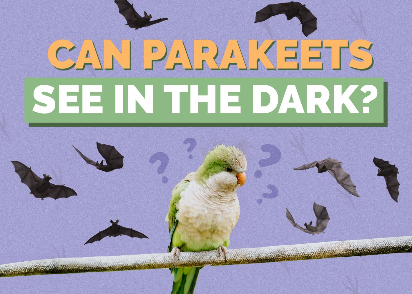 Can Parakeets See in the Dark