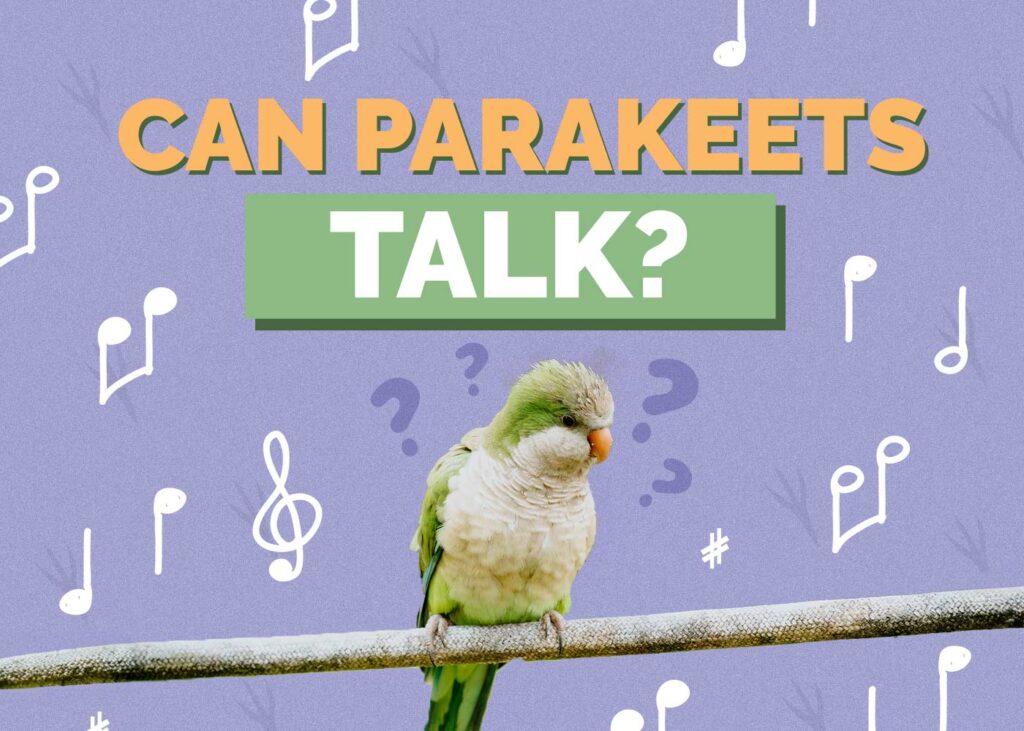 Can Parakeets Talk