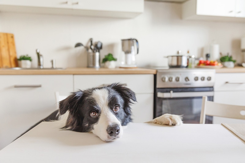 Hungry border collie dog sitting on table kitchen