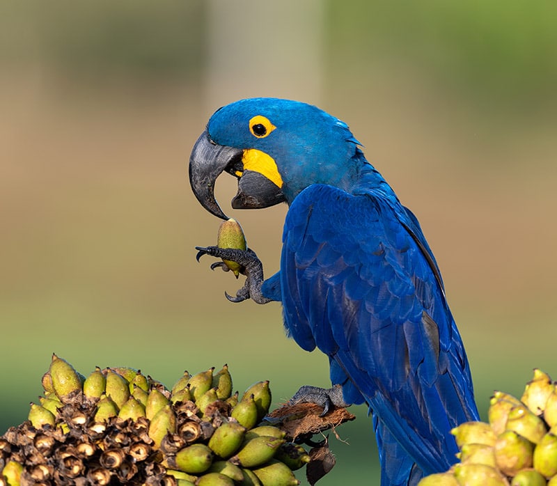 Hyacinth macaw eating with his foot