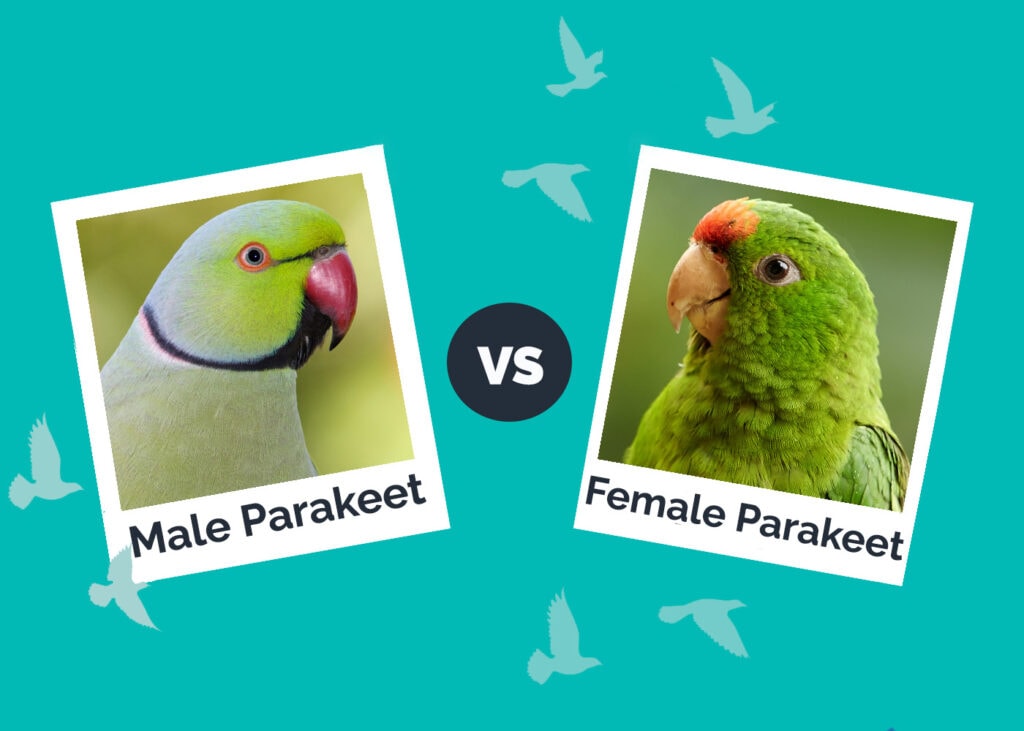 Male vs Female Parakeet