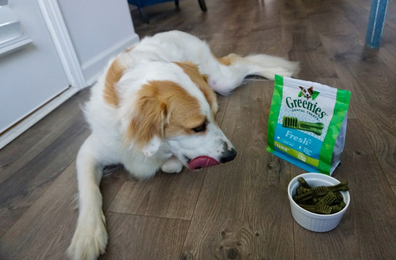 Minties vs Greenies Dental Dog Treats - val eating greenies treats