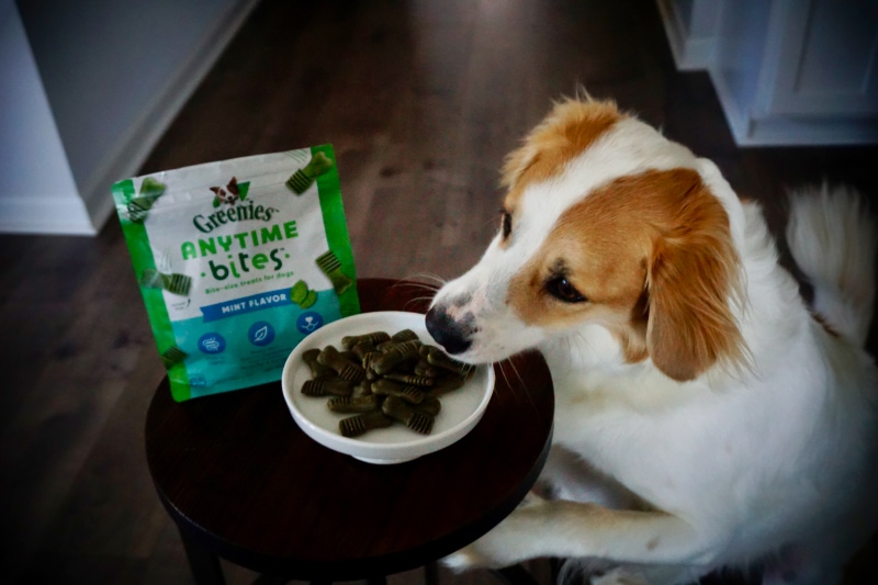 Minties vs Greenies Dental Dog Treats - val eating the greenies anytime bites treats