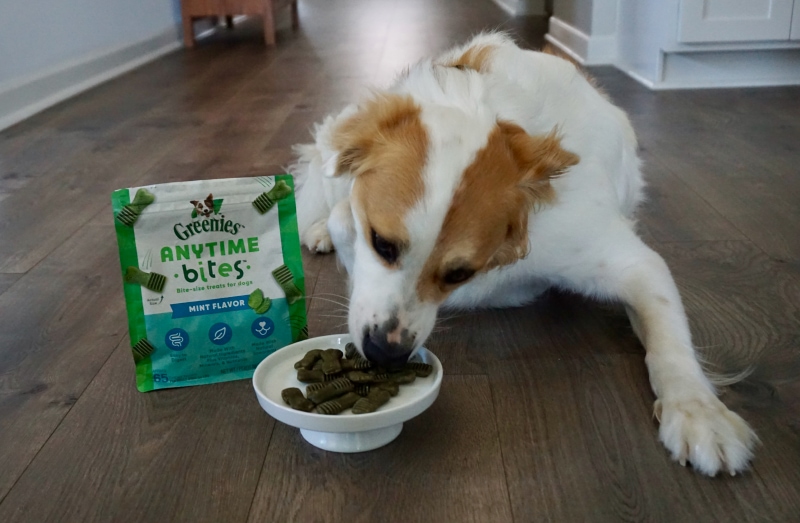 Minties vs Greenies Dental Dog Treats - val eating the greenies anytime bites