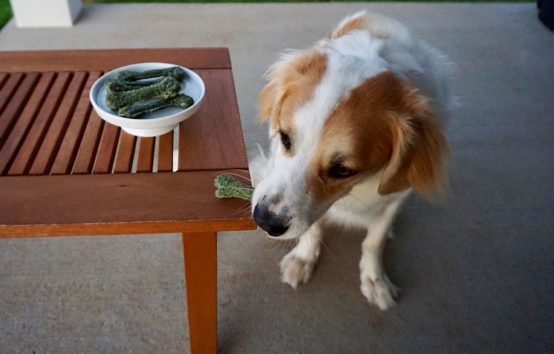 Minties vs Greenies Dental Dog Treats - val enjoying the minties treats