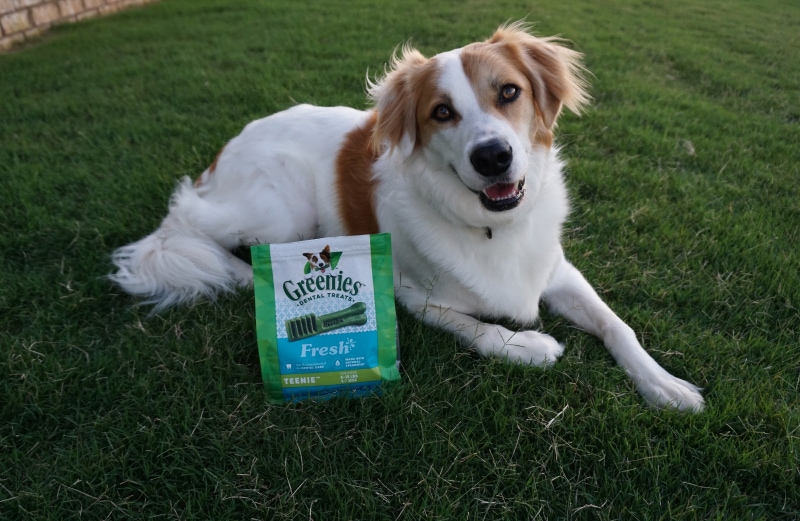 Minties vs Greenies Dental Dog Treats - val lying next to greenies treat bag