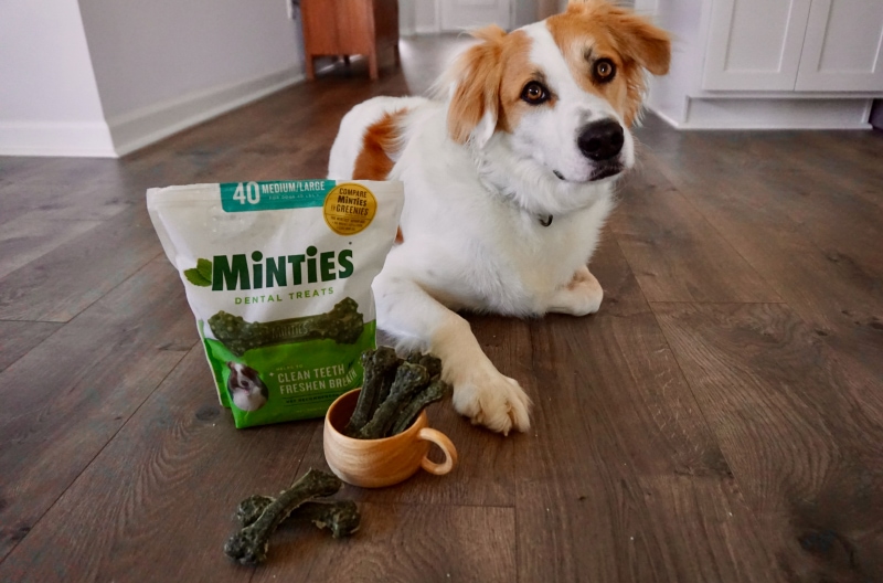 Minties vs Greenies Dental Dog Treats - val lying next to minties treats