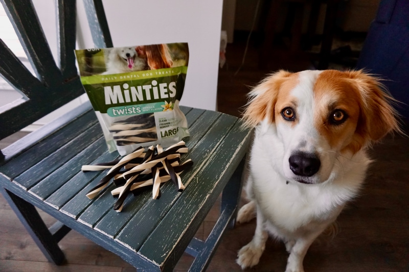 Minties vs Greenies Dental Dog Treats - val with minties twists treats