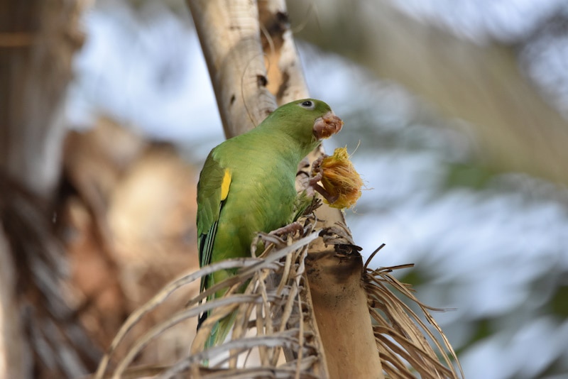 Parrot eating dates from the tree