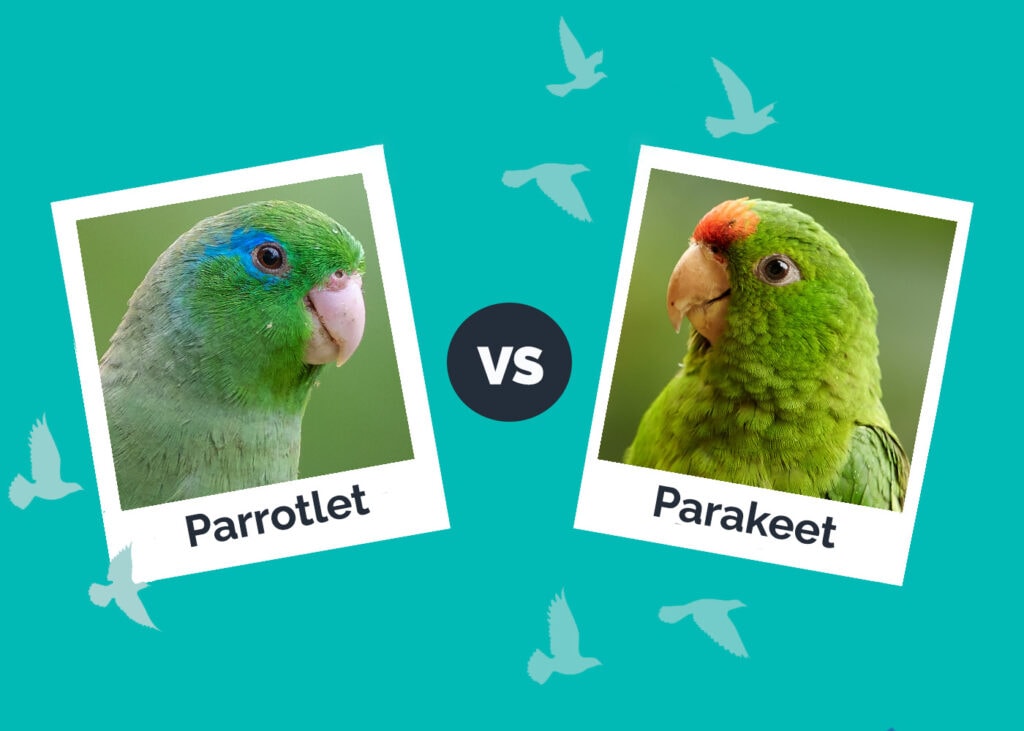 Parrotlet vs Parakeet