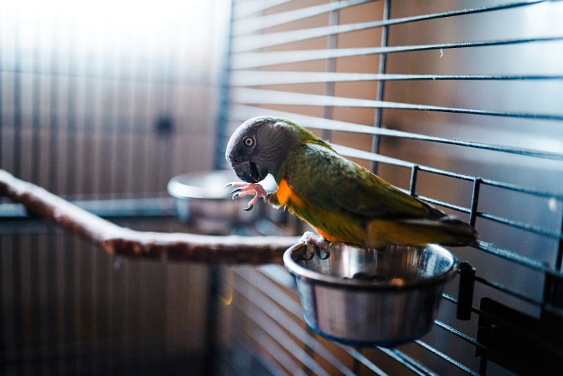 Pet Remedy Natural Bird Calming Kit - rickie perching on feeding bowl