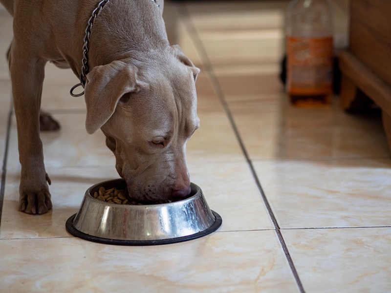 Pitbull dog blue fawn eating