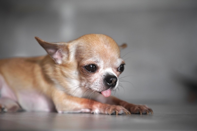Sick Chihuahua puppy on the floor