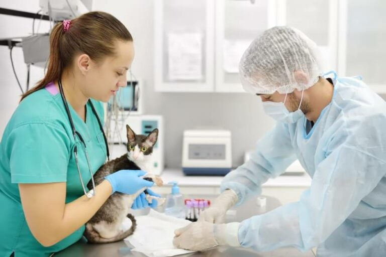 Cat Blood Test Normal Values: Test Results Explained (Vet Reviewed ...