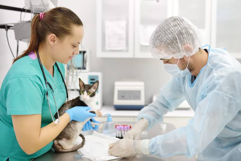 Veterinarian take a blood for test of a Cornish Rex cat breed