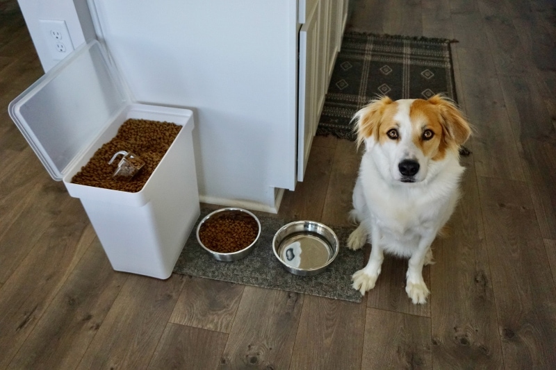 Yamazaki Rolling Airtight Pet Food Container - val sitting next to the feeding bowls and container