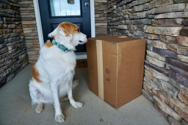 Yamazaki Rolling Airtight Pet Food Container - val sniffing the box