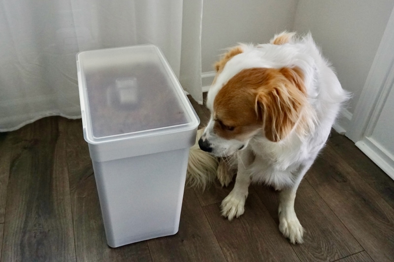 Yamazaki Rolling Airtight Pet Food Container - val sniffing the container.jpg