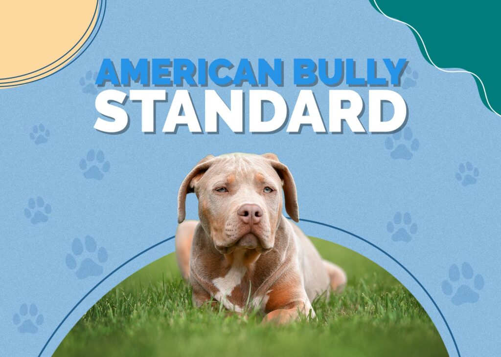 American Bully Standard