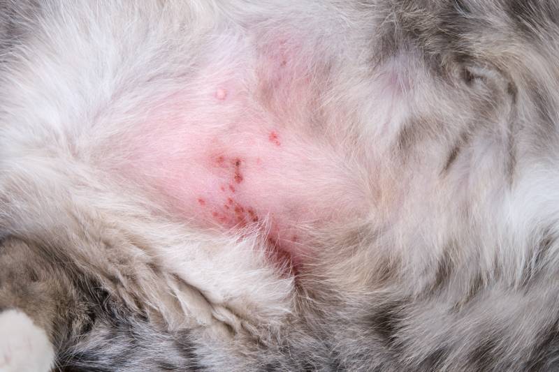 belly of a cat with wounds and skin problems from stress or allergies